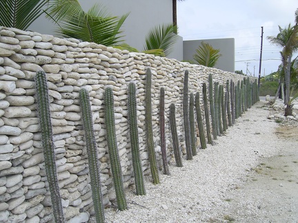 Cactus Fence2